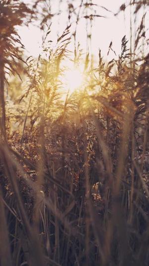 瓜尔胶可以吃吗截图4