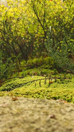 黑料不打烊下载截图5