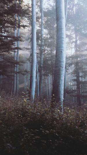 西部风黑酒米窝料测评截图4